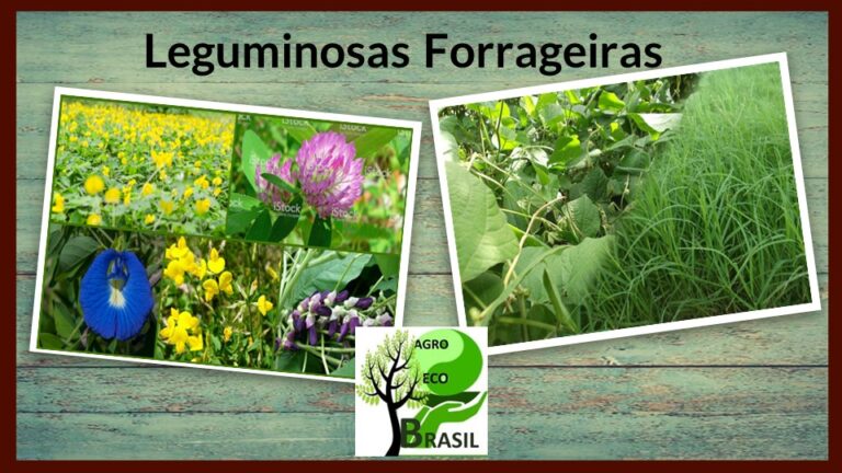 Agro Eco Brasil leguminosas forrageiras 2