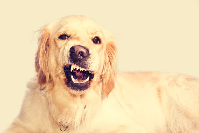 angry-golden-retriever-dog-768x512